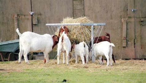 10 Best Hay Feeder for Goats and sheep - 2022 Reviews | Farming Base