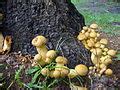 Gymnopilus - Wikimedia Commons