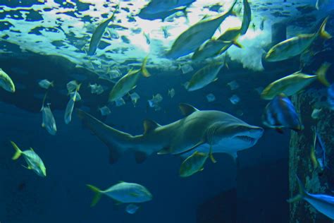 London Aquarium Sea Life Centre sharks | London Aquarium Sea… | Flickr