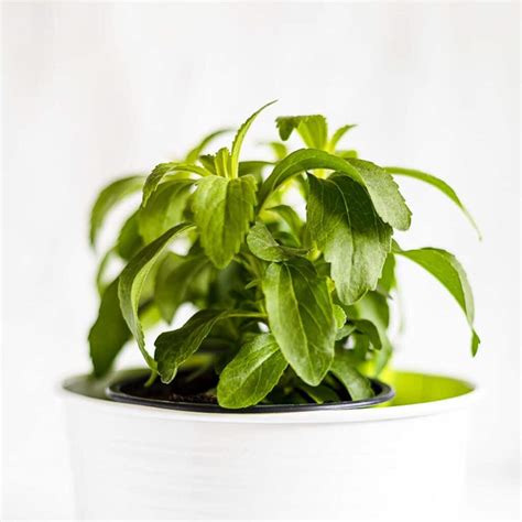 Change Your Life With Stevia Plant