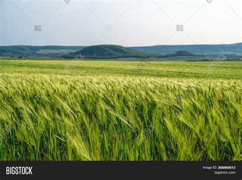 Green Wheat Field Image & Photo (Free Trial) | Bigstock