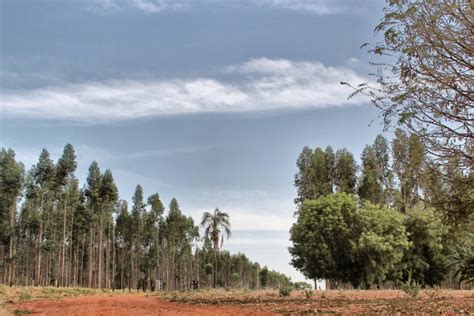 Brazil’s Suzano boasts its pulpwood plantations are green; critics disagree