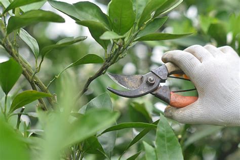 40+ Pruning Orange Trees Stock Photos, Pictures & Royalty-Free Images ...