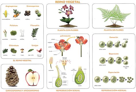 Reino Vegetal Monografía | Escuela en casa | Pinterest | Montessori and Science kits