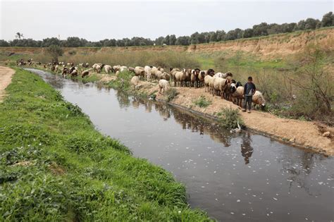 Restoring Wadi Gaza after years of neglect | The Electronic Intifada