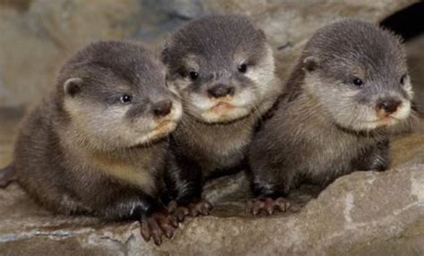 River-Otters-2.jpg (989×598) | Baby otters, Funny wild animals, Baby ...