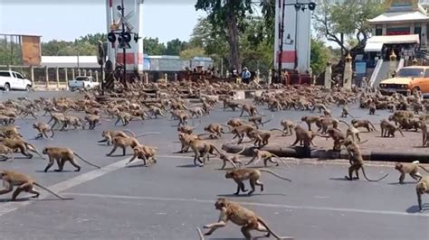 Monkey 'Gang Wars' Erupt In Thailand Cuz There Are No Tourists To Feed ...