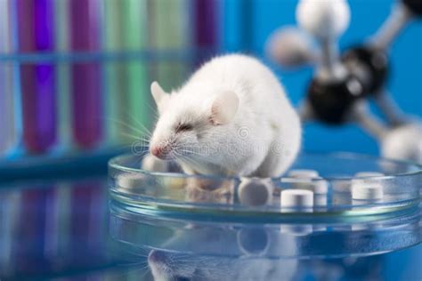 Rat in a Corner of a Maze during Experiment Stock Photo - Image of ...