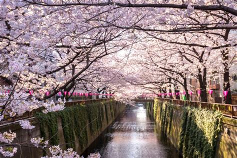 Cerezos en flor en Tokio: mejores lugares para verlos | Japan Rail Pass