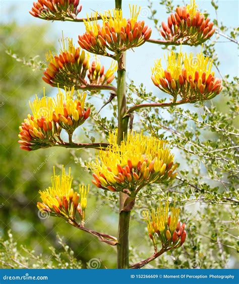 Agave Flower At Cliffs Of Ponta De Piedade In Lagos , Portugal Royalty-Free Stock Image ...