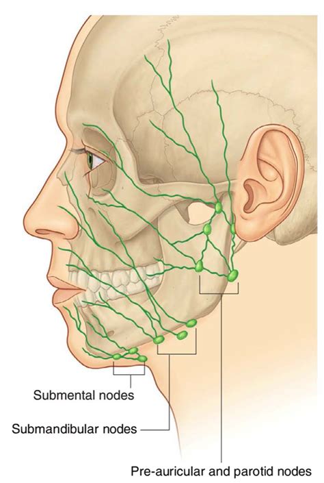 Lymph Massage, Massage Tips, Face Massage, Massage Therapy, Lymphatic ...