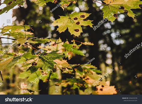 Black Spot Green Maple Leaves Phyllosticta Stock Photo 1856659378 | Shutterstock