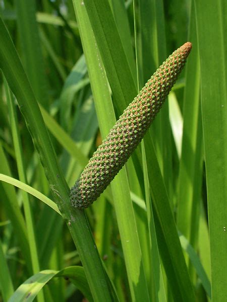 Acorus Calamus (Root And Oil) - Health Benefits, Uses, Effects