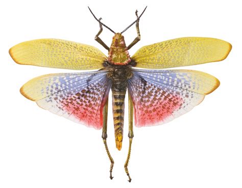 Smithsonian Takes a Look at the World's Most Interesting Insects