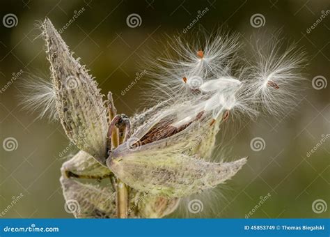 Milkweed plant with seeds stock image. Image of green - 45853749