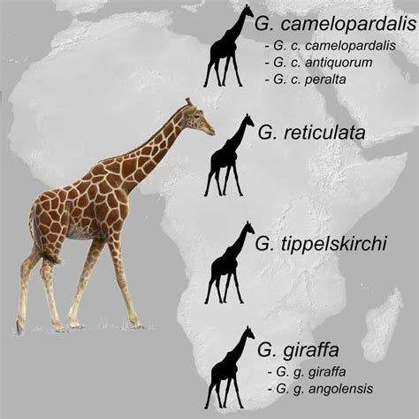 Guide to Giraffe Species: How Many Types of Giraffes Are There ...