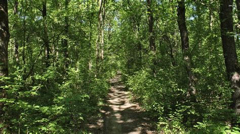 Pathway Through The Forest wallpaper | nature and landscape | Wallpaper Better