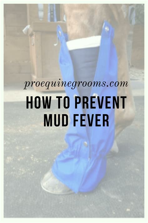 5 Easy Ways to Prevent Mud Fever and Other Lower Leg Skin Infections