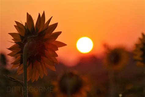 Fall Begins: North Escambia Sunflower Photos : NorthEscambia.com