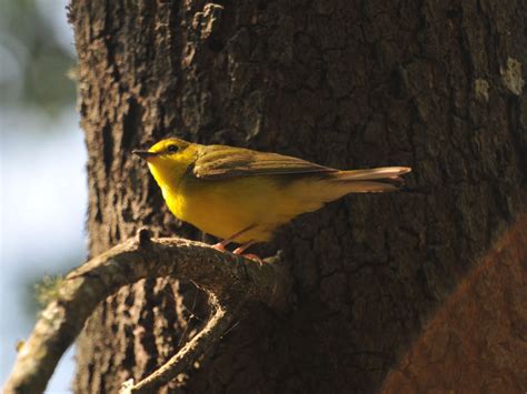 The Online Zoo - Hooded Warbler