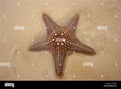 BROWN STARFISH IN SHALLOW WATER HORIZONTAL BDB11401 Stock Photo ...