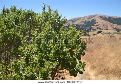 Coyote Bush Growing Marin County California Stock Photo (Edit Now) 1031389921