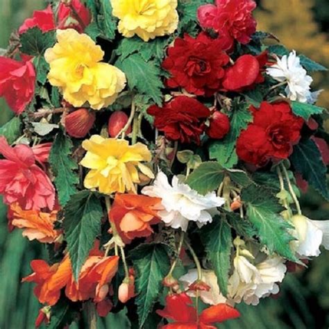 Begonia Tuberhybrida Begonia Seeds Illumination Mix 15 to 250 | Etsy