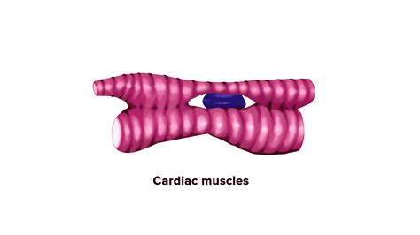 Draw neat diagrams of voluntary, involuntary and cardiac muscles.