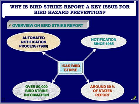 PPT - “WHY IS BIRD STRIKE REPORT A KEY ISSUE FOR BIRD HAZARD PREVENTION?” PowerPoint ...