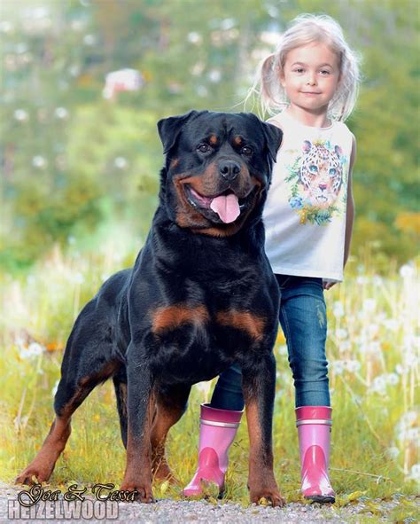 #Rottweiler with girl Rottweiler Lovers, Rottweiler Puppies, Beagle, Cute Puppies, Dogs And ...