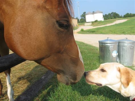 Dog Meets Horse For First Time at Portofino Equestrian Community