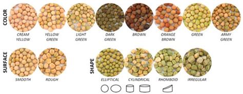 Varieties of Peas: [Characteristics and Classification] - Complete ...