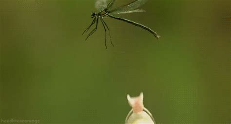 GIF Garage: Frog jumps and misses insect meal