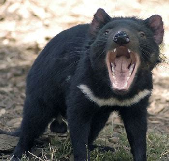 Tasmanian Devil: The Animal Files