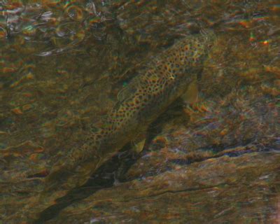 Spawning Brown Trout | R and R Fly Fishing