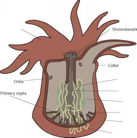 Anemones and corals - Reproductive Biology - GUWS Medical