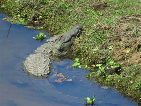 Nile Crocodile, Crocodile River, Kruger NP, SA, oct 5, 2016.IMG_2457 ...