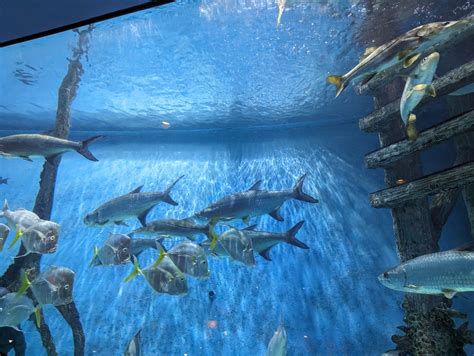 This One-Of-A-Kind Aquarium Restaurant In Florida Is A Dining ...