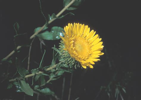 Grindelia squarrosa (curly-top gum-weed): Go Botany