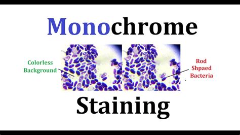 How to perform monochrome staining (Simple staining) - YouTube