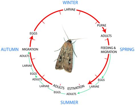 The lifecycle of the Bogong moth, a multivoltine species with the... | Download Scientific Diagram