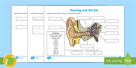 Sense Of Hearing Diagram