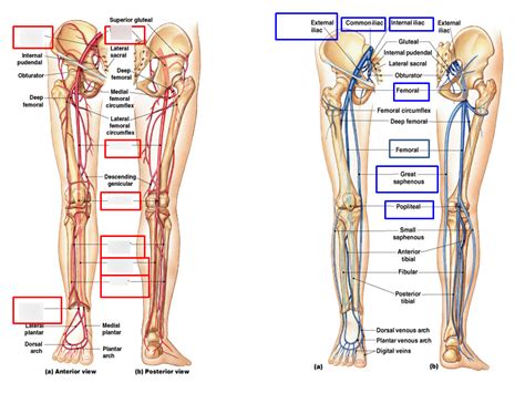 Leg Veins And Arteries Diagram