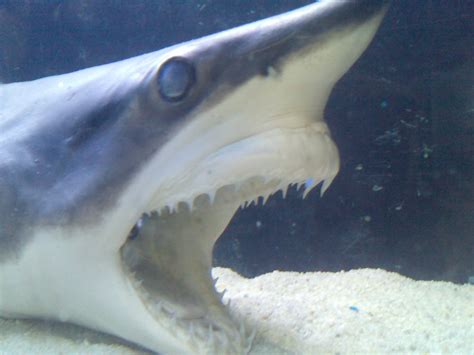 Mako Shark | Museu do Mar de Ubatuba - Uploaded with a demo … | Flickr