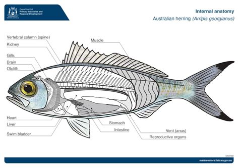 Teacher Resource Sheet: Bony fish anatomy - Australian herring ...