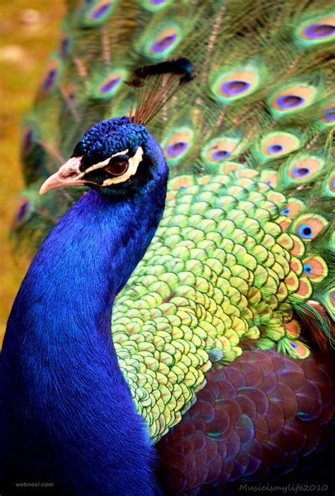 30 Beautiful Peacock Photos and White Peacock Pictures