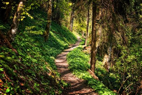 Free photo: Away, Path, Forest, Hiking, Nature - Free Image on Pixabay ...