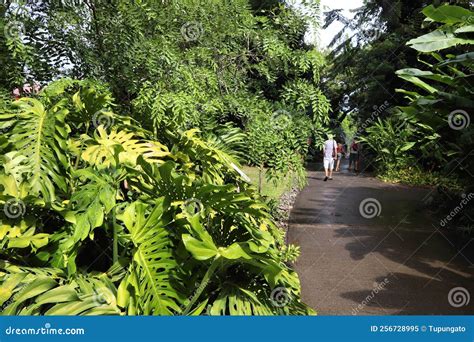 Deshaies Botanical Garden, Guadeloupe Editorial Image - Image of scenic, visitor: 256728995