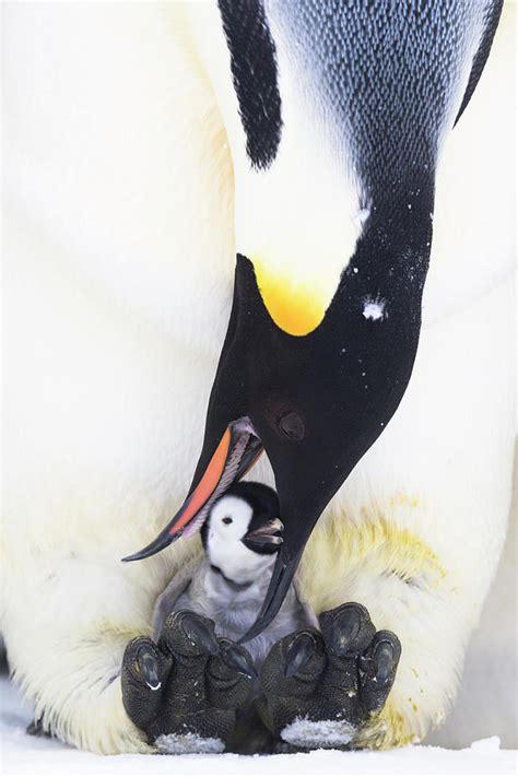 Emperor Penguin Male Feeding Chick, Atka Bay, Antarctica Photograph by Stefan Christmann ...