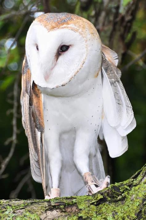 Owl Legs: Fascinating Facts You May Not Know (With Pictures)